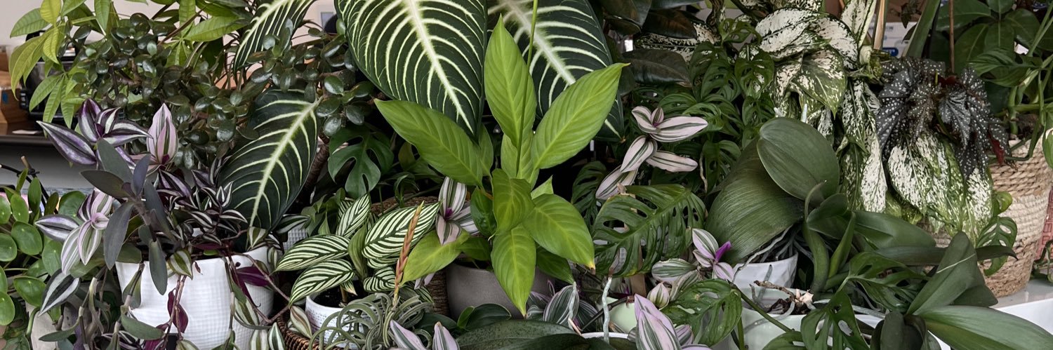 machete de mango. 🍉 banner