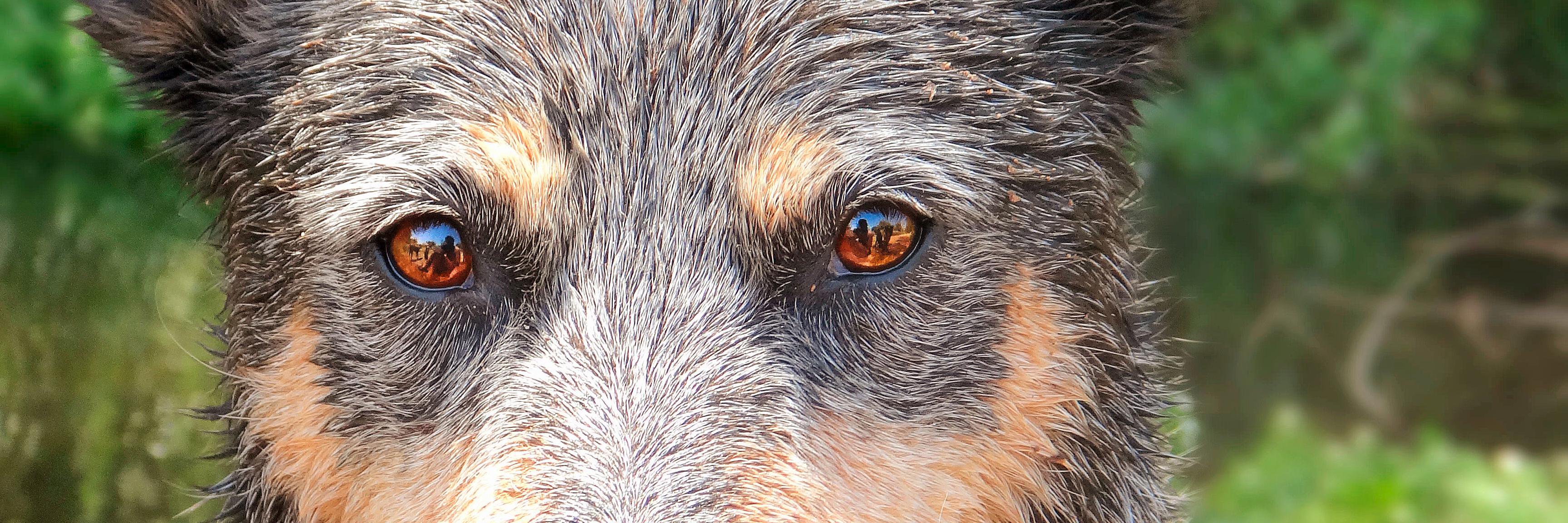 WindWolfPhoto's profile banner image