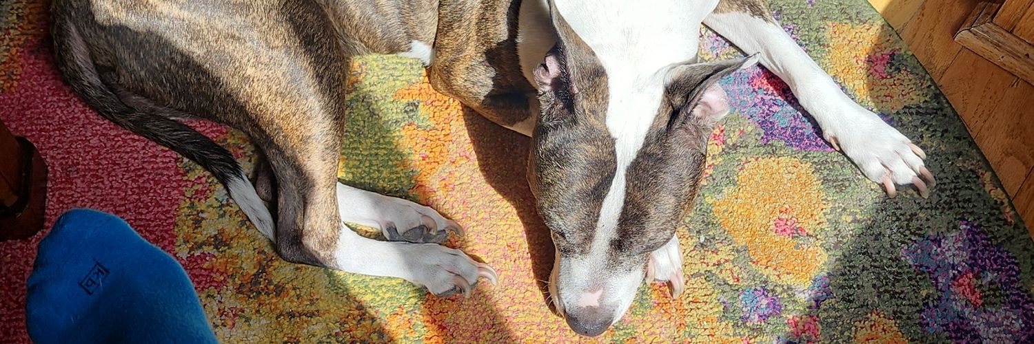 Marta Sanchez banner