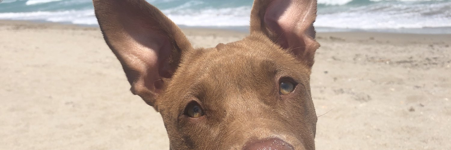 kangaaroux's profile banner image