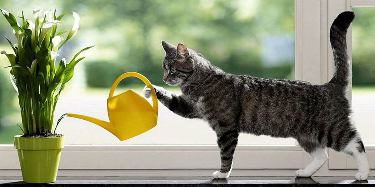 【モデルナ4回済】天城桜華@中選挙区制復活祈願&挙国一致相互協力相互不干渉 banner