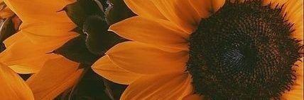 Flormachucab's profile banner image