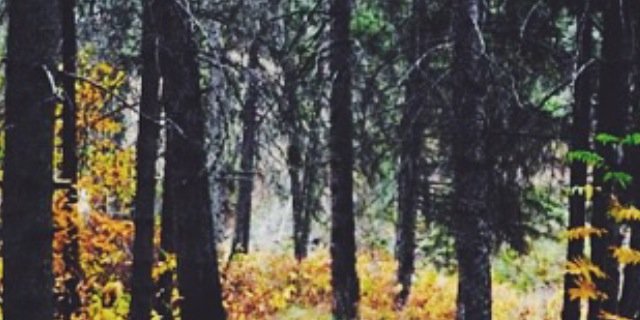 rimjobson's profile banner image