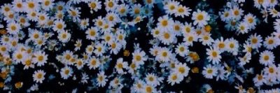 madisonstanich's profile banner image