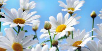 ShirleyCainn's profile banner image