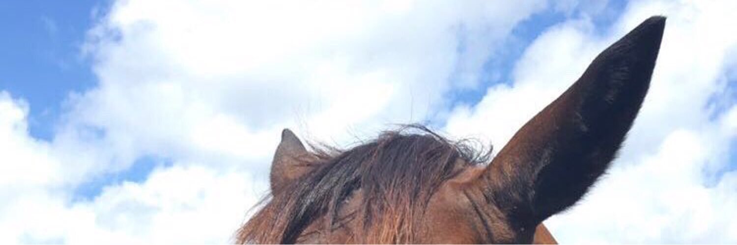 erinluaces's profile banner image
