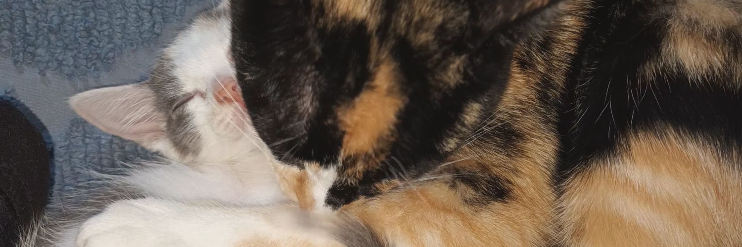 giselacastro41's profile banner image