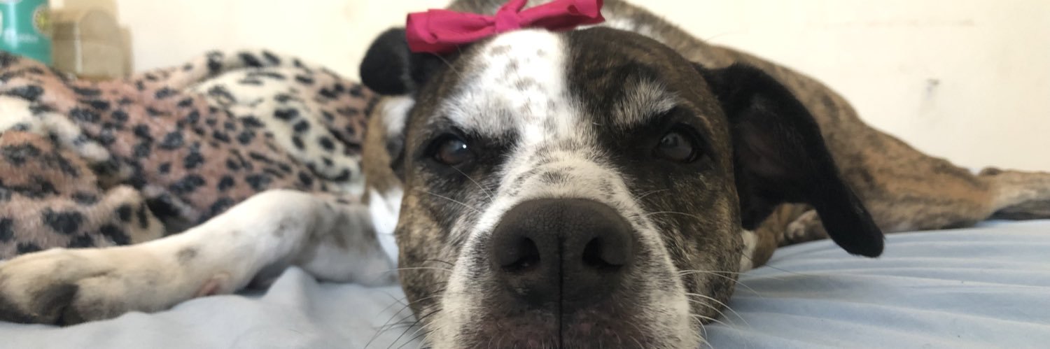 pameeeeese's profile banner image