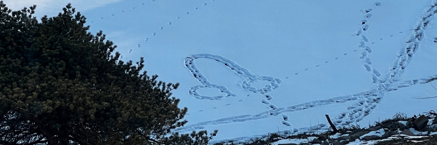 Katherine Argent banner