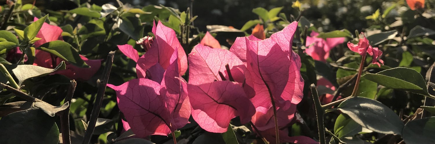 pendsey's profile banner image