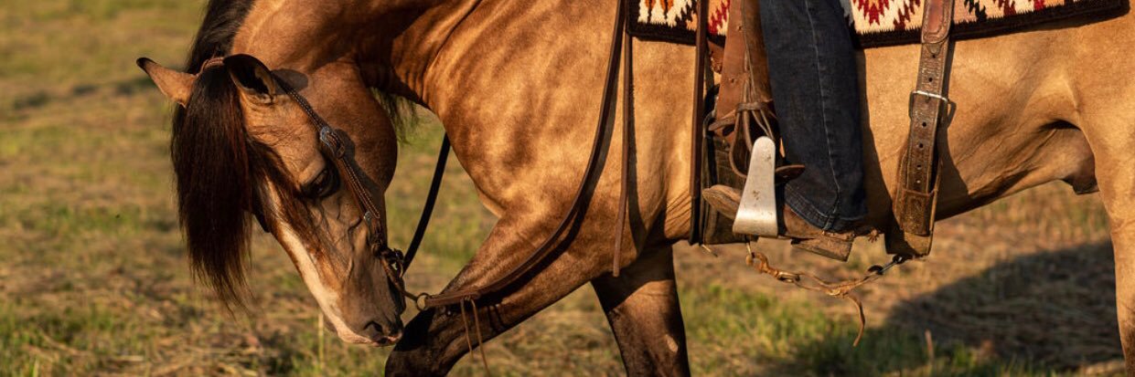 Savannah Cox banner