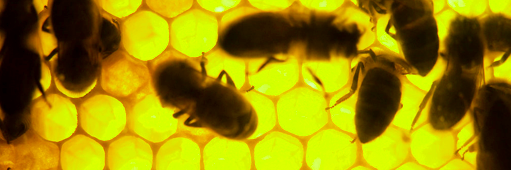 bee__the_change's profile banner image