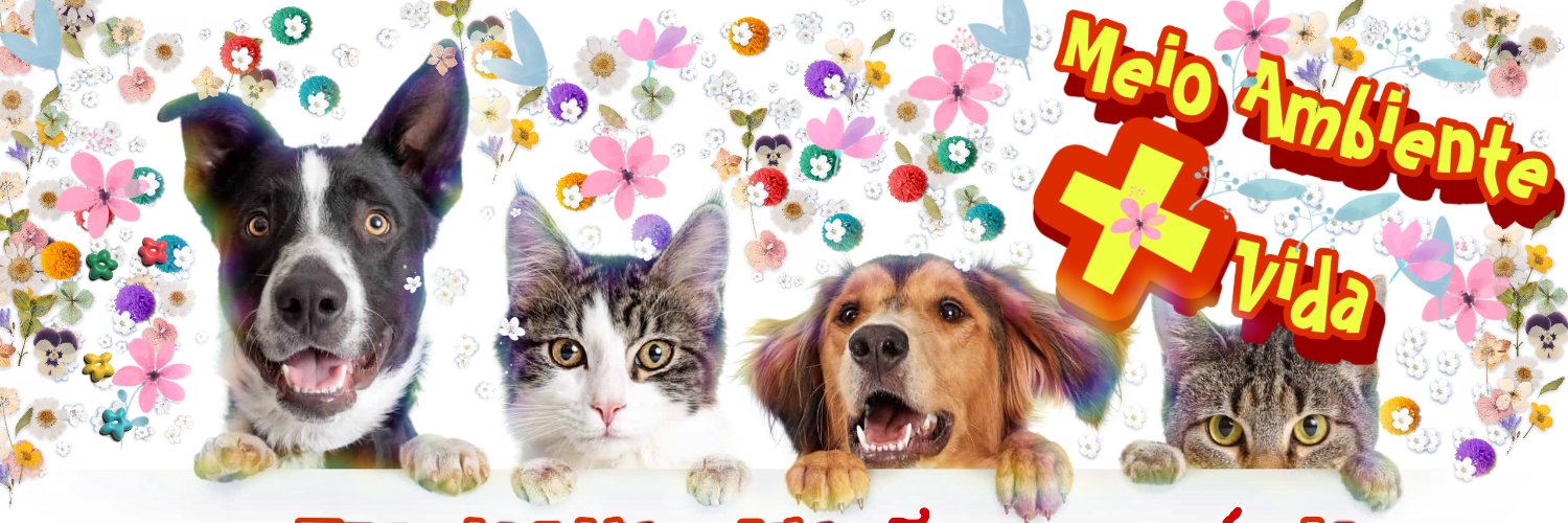 Festriso's profile banner image