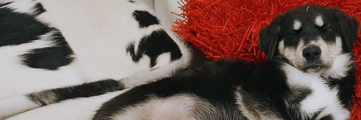 siscabintang's profile banner image