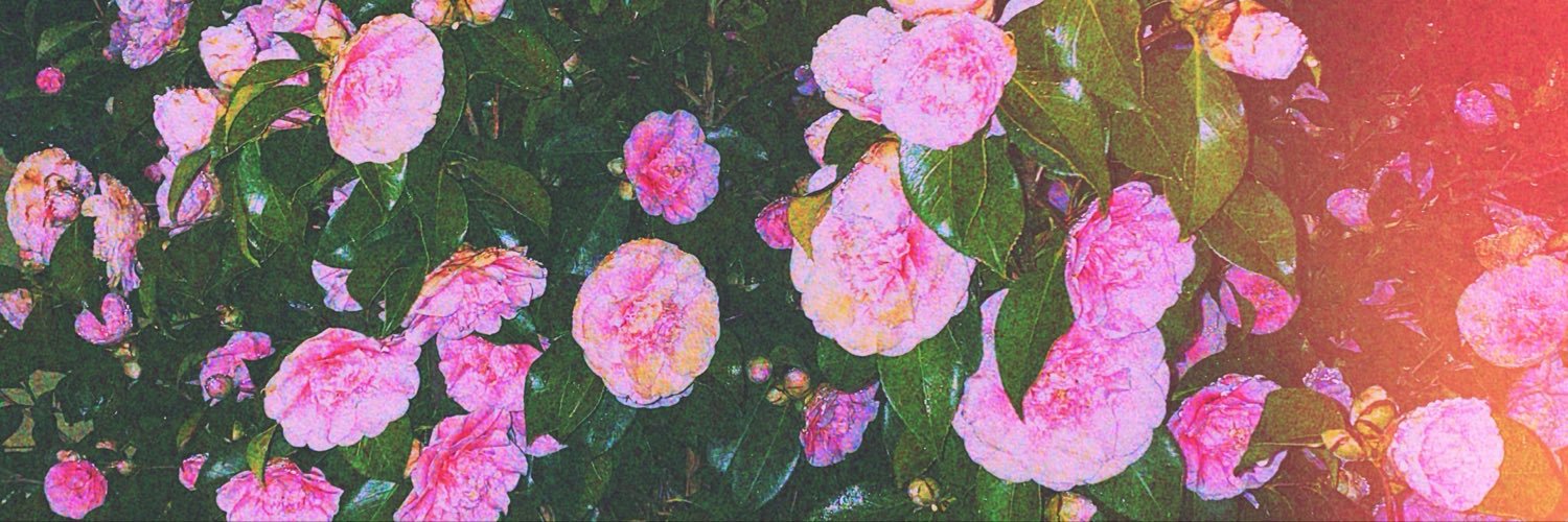 sanignaaa's profile banner image