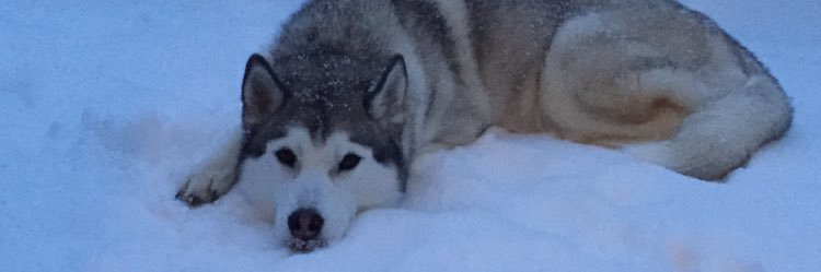 AlexaRinaudo's profile banner image