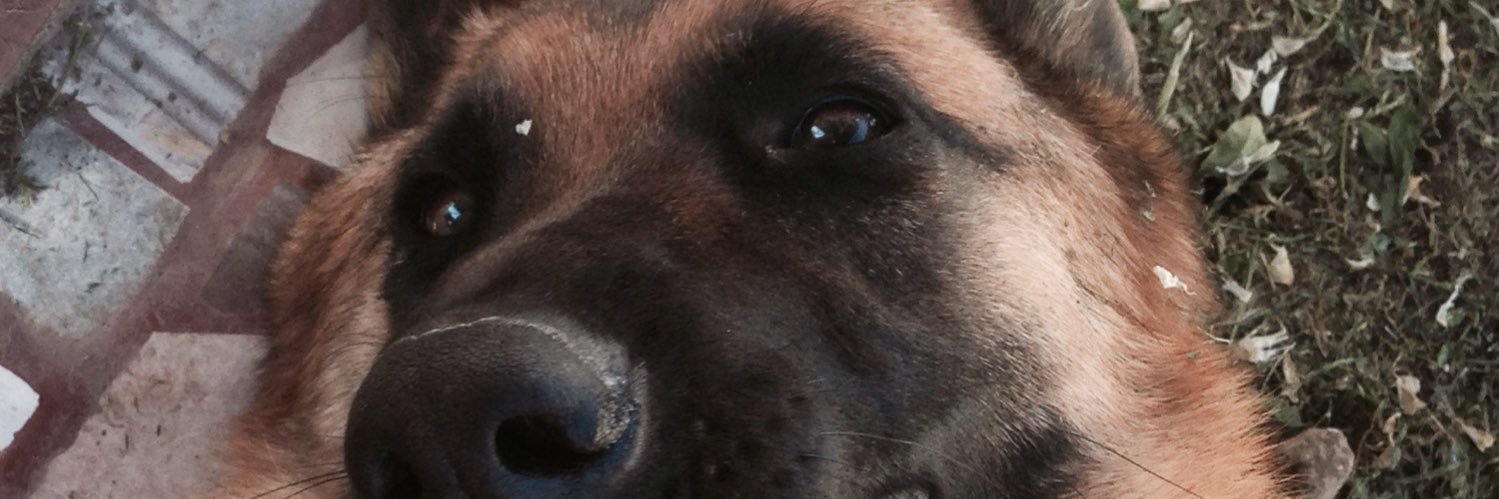 micanicoletti's profile banner image