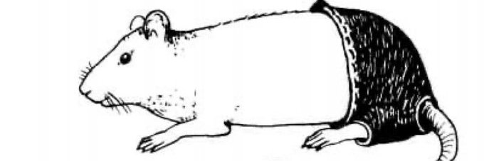 RainyRat's profile banner image