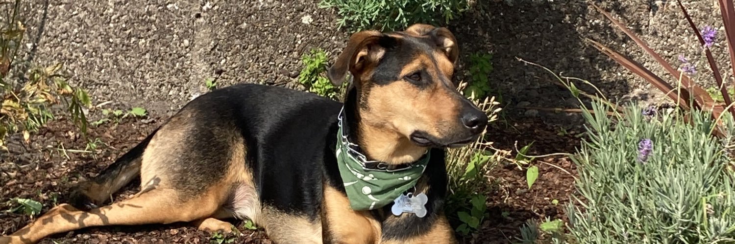 Kristen Sample banner