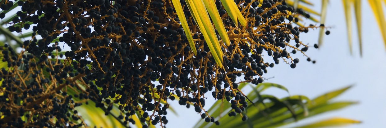 ellasamadi's profile banner image