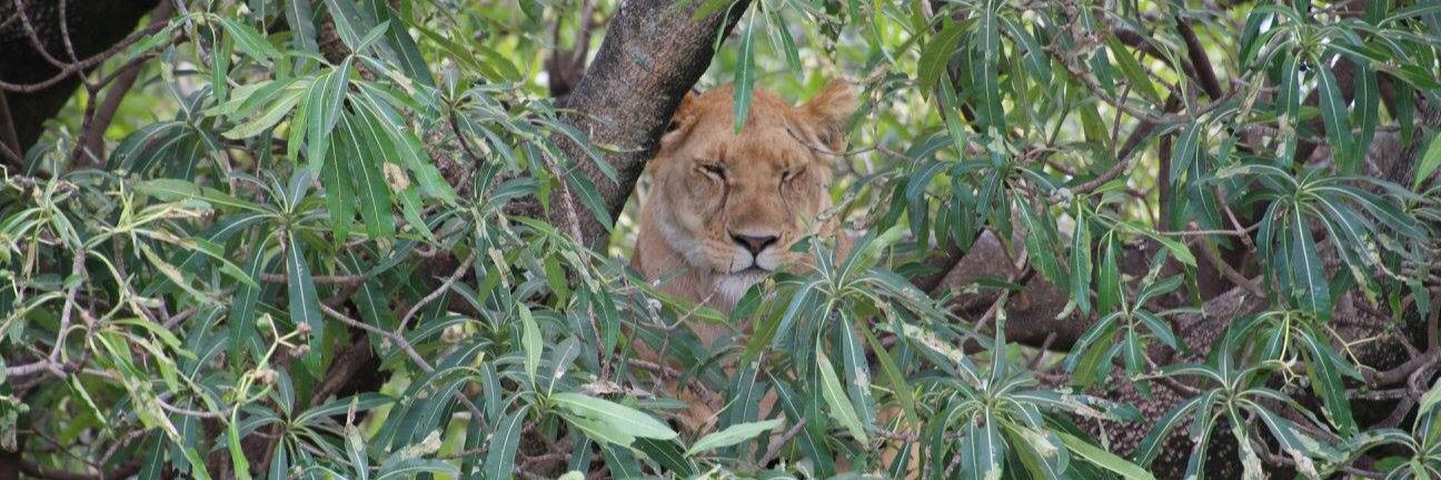 LC @lincathrine.bsky.social banner