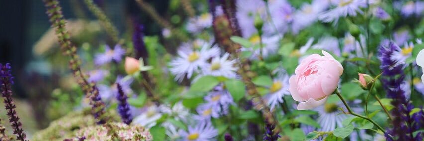 Rosemary Coldstream banner