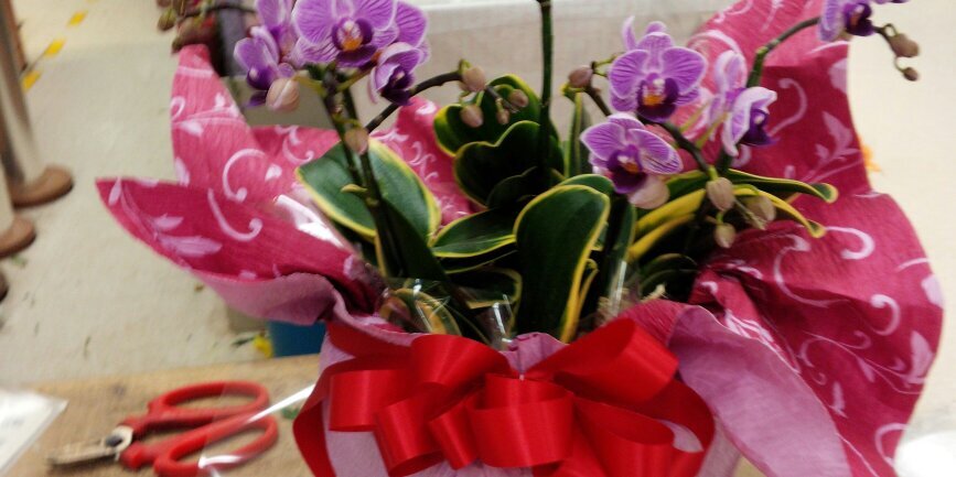 ひねもすノタリンかな？ banner