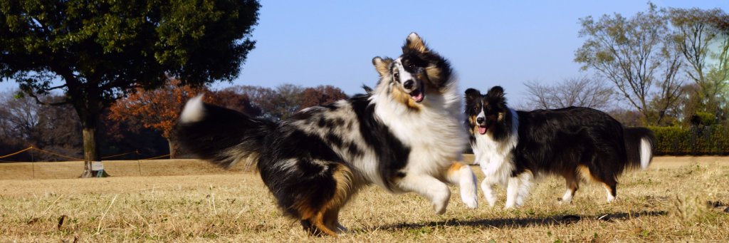 qoo_suke's profile banner image