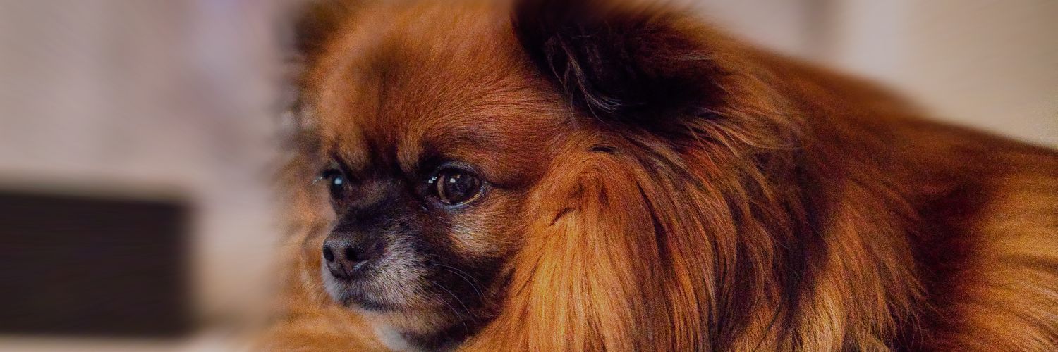 Roy Cooper 🇬🇧🏴󠁧󠁢󠁷󠁬󠁳󠁿 banner