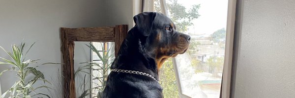 paocapelli Profile Banner