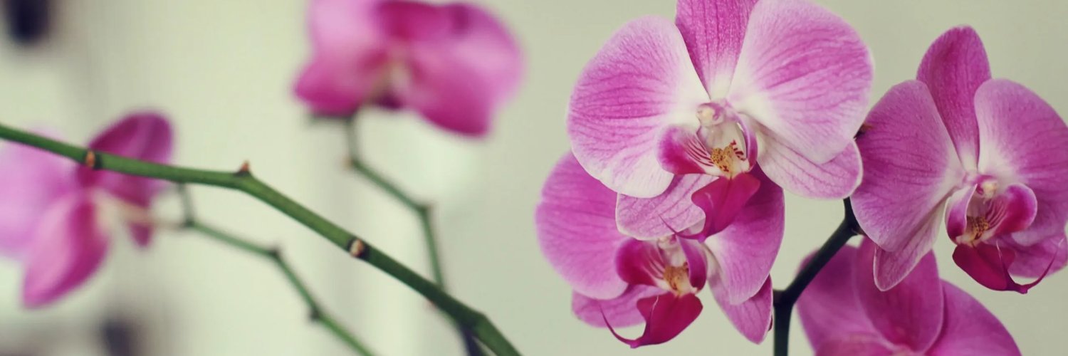 marcelaheiz's profile banner image
