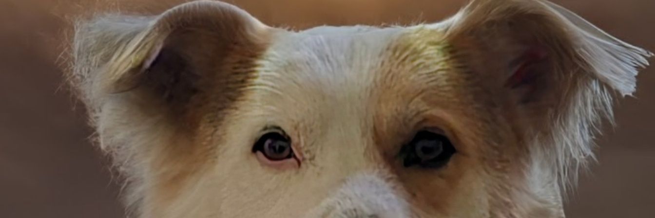 ninopelle's profile banner image