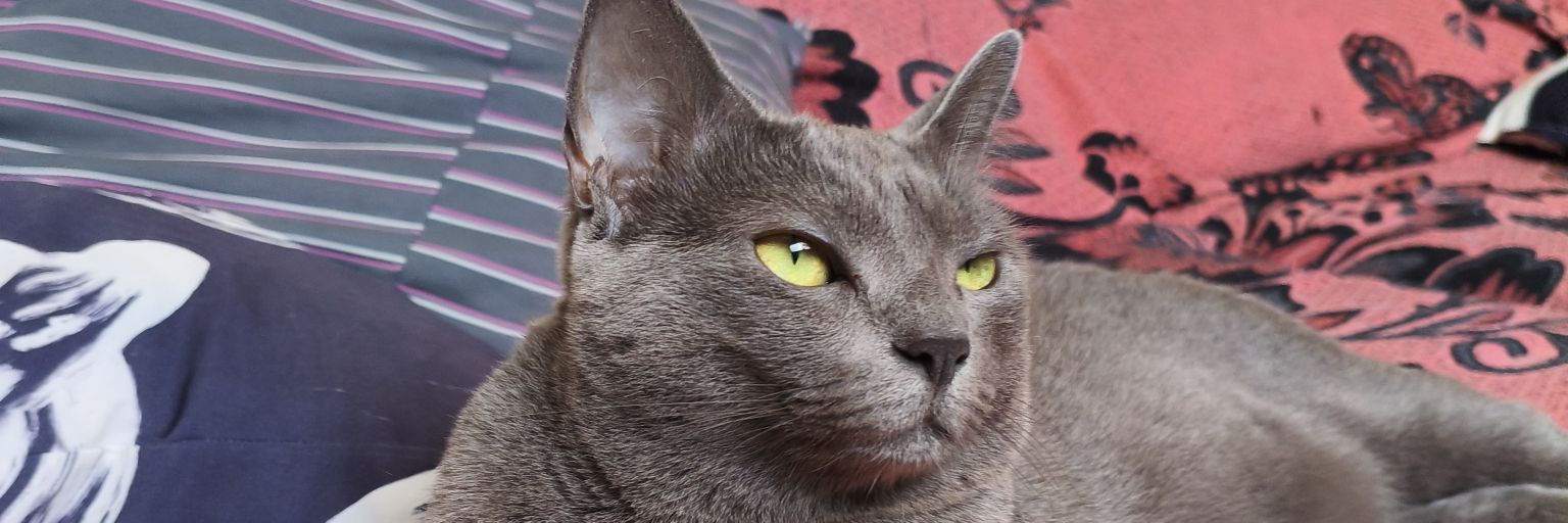 neversleept's profile banner image