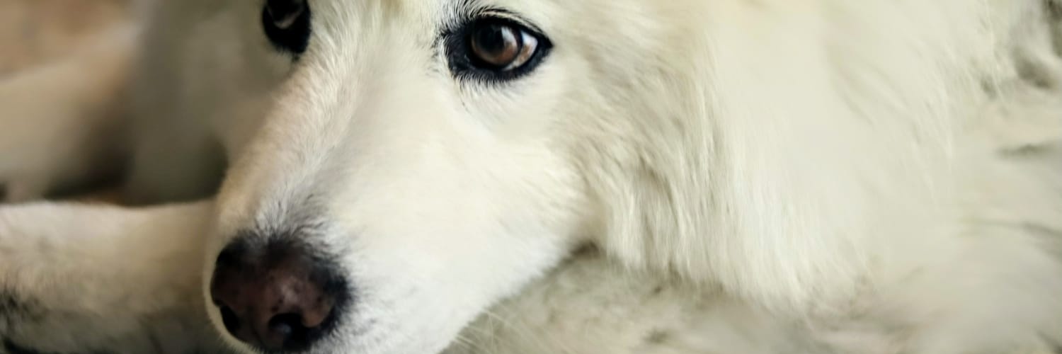 laubece's profile banner image