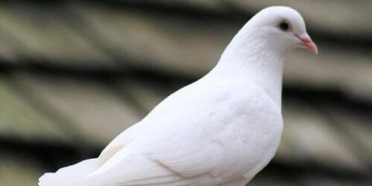 ملتاعة banner