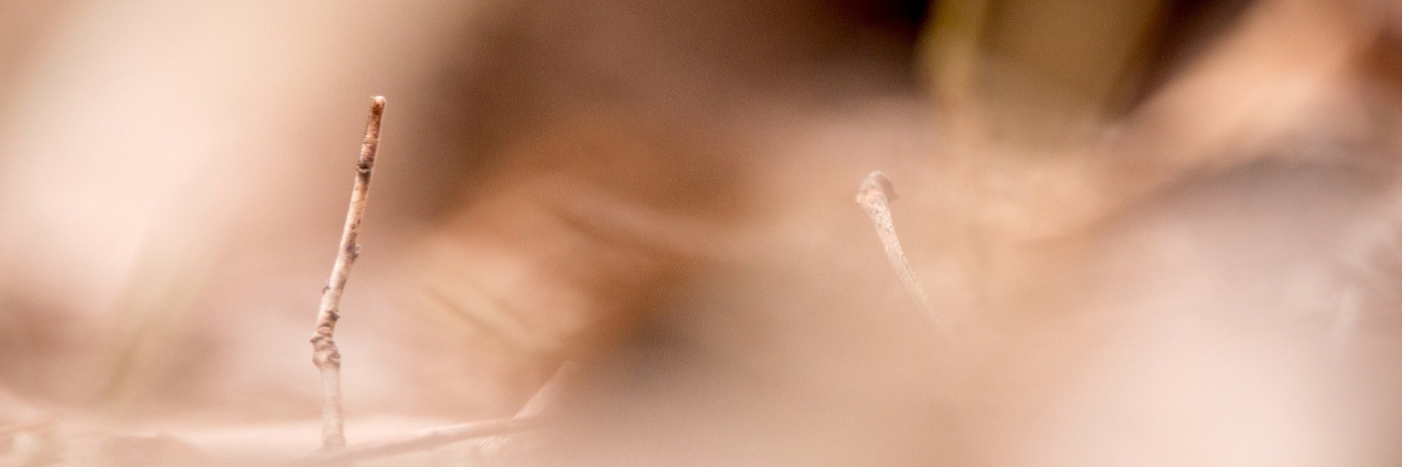 Ceren B. Dag banner