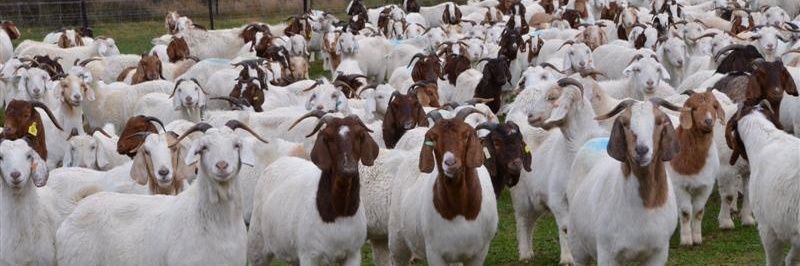 IsTotallyAGoat's profile banner image