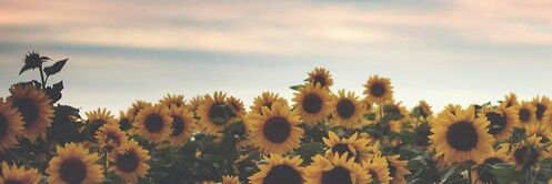 AnaCblvs's profile banner image