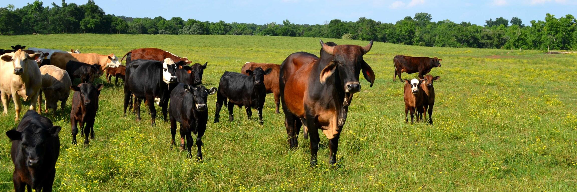 RCRbeef's profile banner image