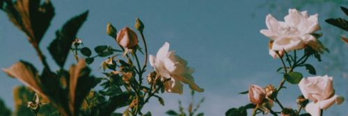 merii_TACH's profile banner image