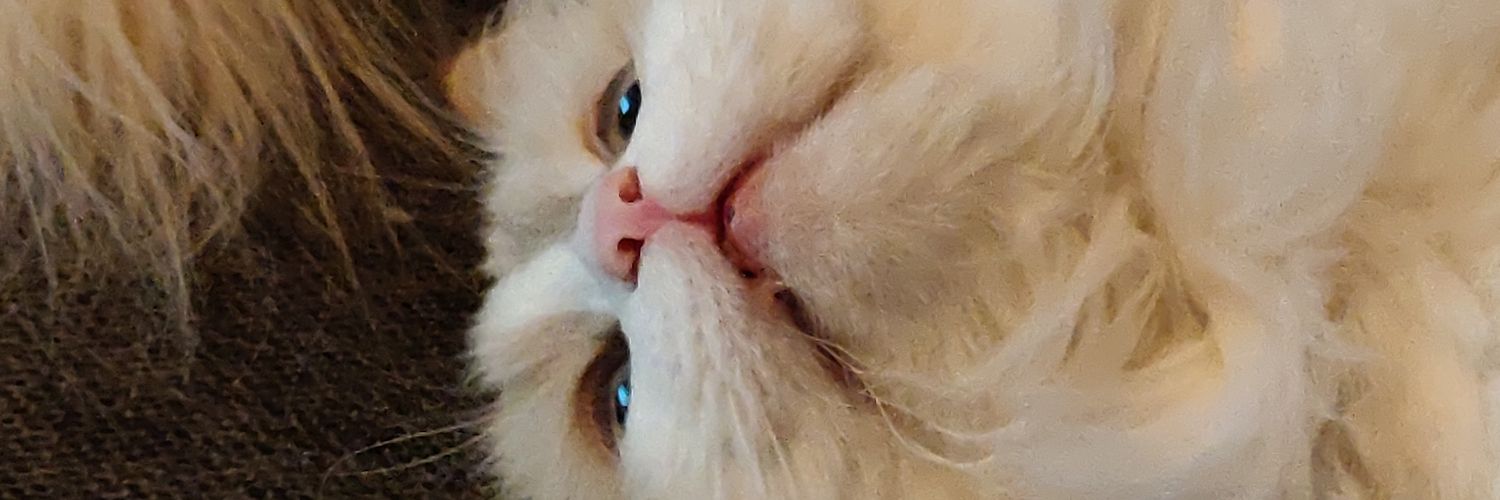 Emqpu's profile banner image