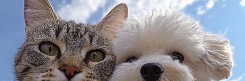 julhahcoe's profile banner image