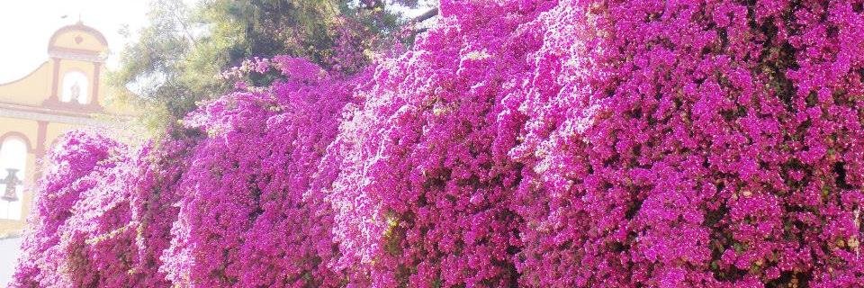 mt_carrillo's profile banner image