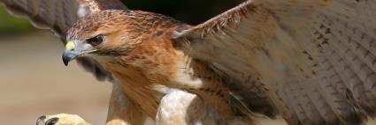 falconshook's profile banner image