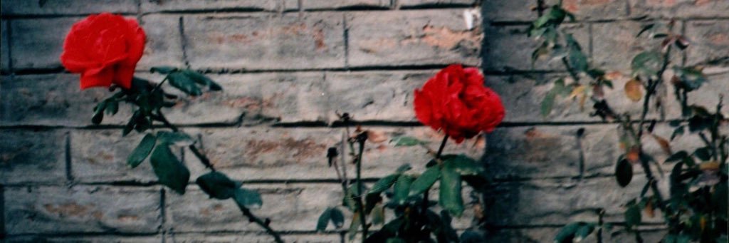 SherShahAtif's profile banner image
