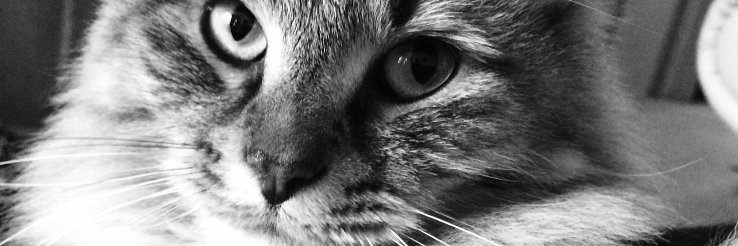 alliemiko's profile banner image