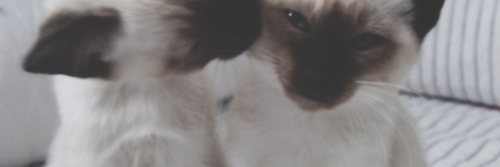 perfziallx's profile banner image