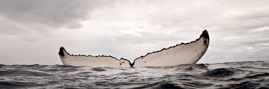 thefocusgallery's profile banner image