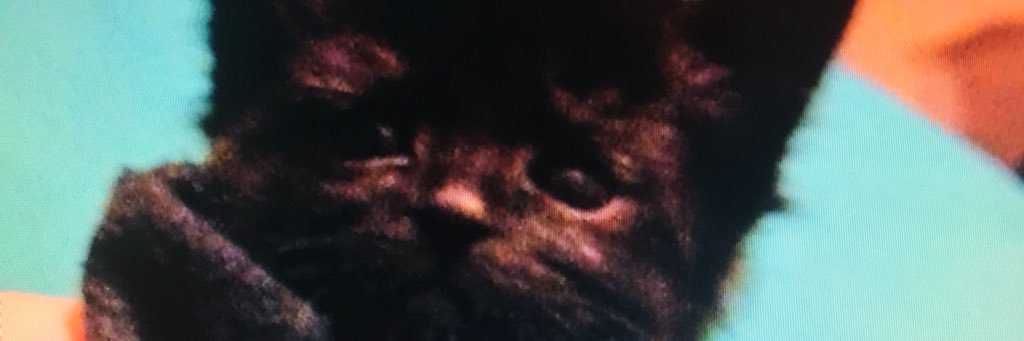 Taylor__Daniel's profile banner image