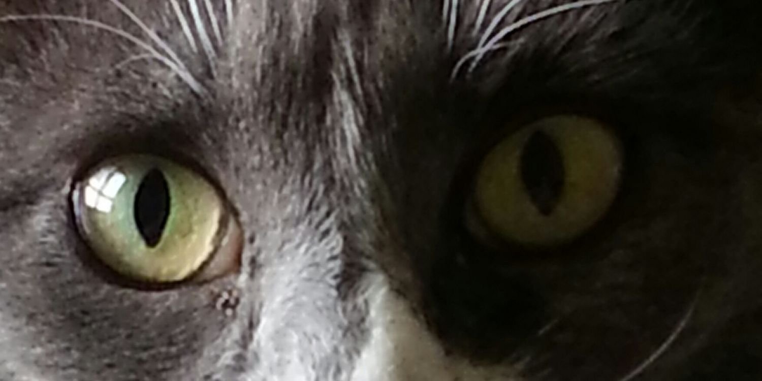 MasterMaximus's profile banner image